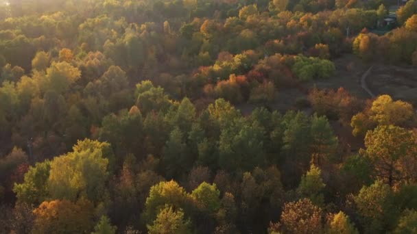 美しい秋の森に落ちる太陽の明るい光線のトップショット。森の中を散歩するにはいい暖かい秋の天気。街の外の森のカラフルな秋の木々の上を飛ぶ. — ストック動画