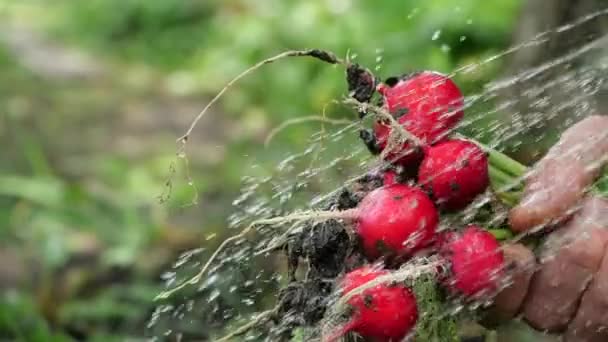 Male hand holds a bunch of dirty radishes and pours stream of clean water, washes away dirt, close-up view in slow motion on blurred background of garden. Tasty and healthy vegetable washed in salad. — Stock Video