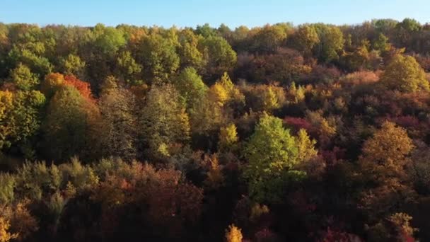 Colpo aereo dall'alto di bellissimi alberi multicolori sotto il sole in autunno al rallentatore. Vista dall'alto di una splendida foresta multicolore senza persone. Bella natura in campagna. — Video Stock