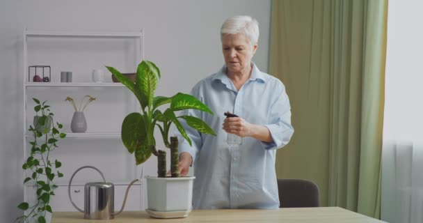 Elderly grandmother retired woman female housewife wears casual clothes spends time at home caring for home plants sprays cold water with spray on flower leaves moisturizes, hobby housework concept — Stock Video