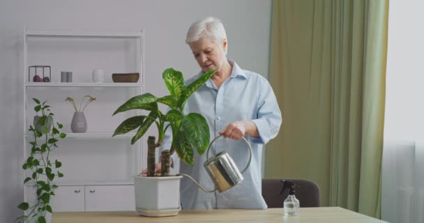 Vecchi pensionati, casalinga solitaria nonna anziana donna caucasica si preoccupa lavori domestici idrata verde piante naturali con annaffiatoio utilizza acqua fredda leggere a casa indoor, concetto di giardinaggio ecologico — Video Stock