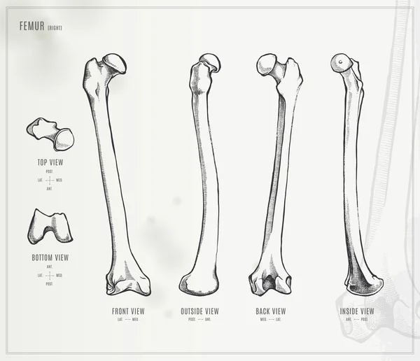 Fémur — Archivo Imágenes Vectoriales