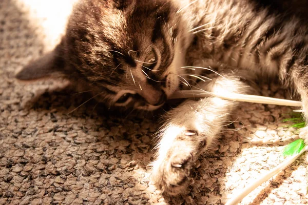 Little Kitten Plays Toy Sunbeams — Stock Photo, Image