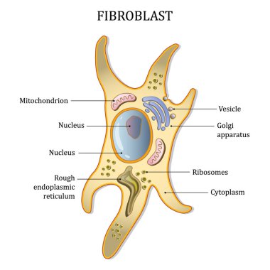 Fibroblast hücre yapısı. Bağ doku hücresi. Vektör illüstrasyonu