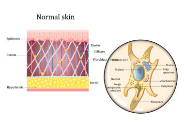 İnsan derisi yapısı ve fibroblast yapısı. Yağ hücresi, Elastin, Kolajen, Fibroblast. Ayrıntılı diyagram. Vektör illüstrasyonu