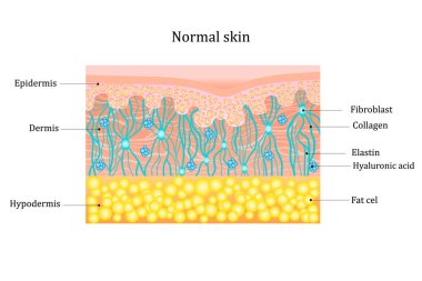 Structure human skin with collagen and elastin fibers, fibroblasts.Layers of the human skin. skin and health care concept Vector diagram clipart