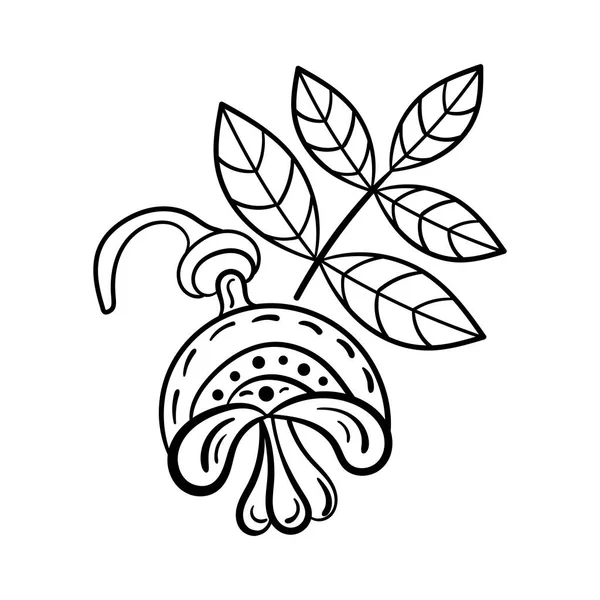 Brotes y frutos de Sophora japonica. Ilustración botánica a mano. Libro para colorear. Ilustración vectorial — Vector de stock