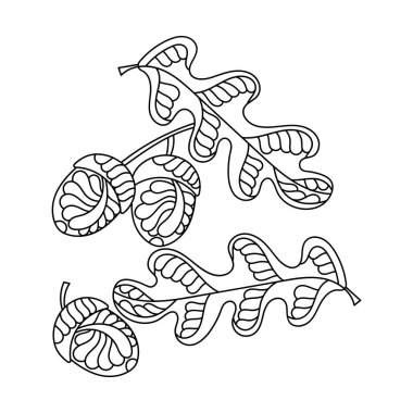 Yetişkinler ve büyük çocuklar için boyama kitabı. Meşe yaprağı ve meşe palamudu. El çizimi dekoratif soyut elementler. Karalamaların vektör illüstrasyonu