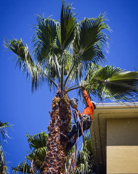 Werknemer snijdt de palm bladeren kettingzaag Rechtenvrije Stockafbeeldingen