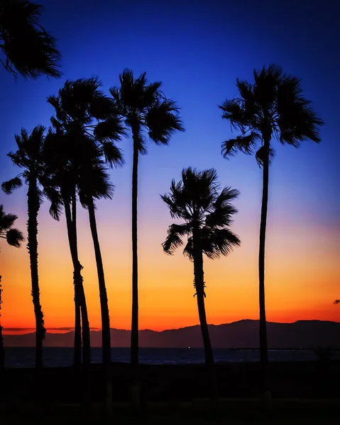 Gün batımında palmiye ağaçları