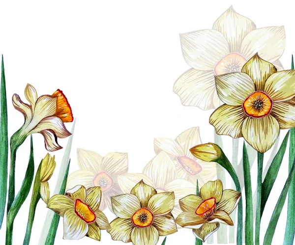 Close up narciso flor no fundo branco — Fotografia de Stock