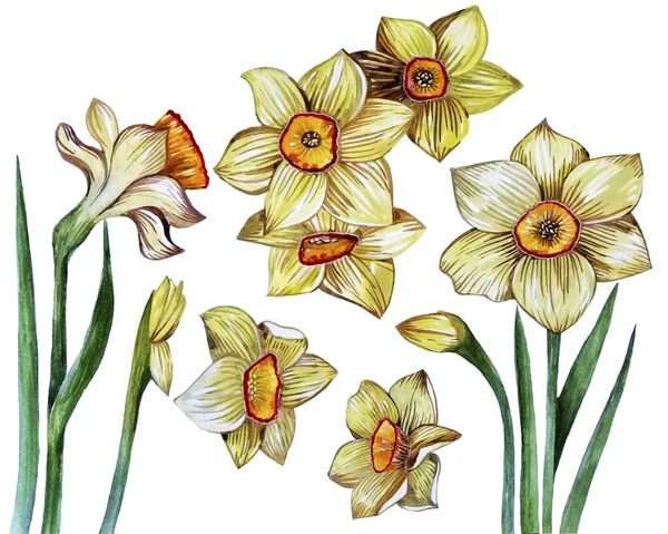 Narcisos blancos acuarela pintura, Ilustración —  Fotos de Stock