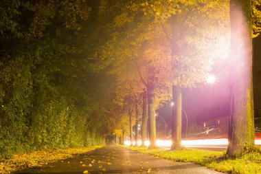 Sonbahar yaprakları ve ağaçlar, Altın Sonbahar 2020