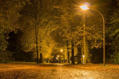 Sonbahar yaprakları ve ağaçlar, Altın Sonbahar 2020