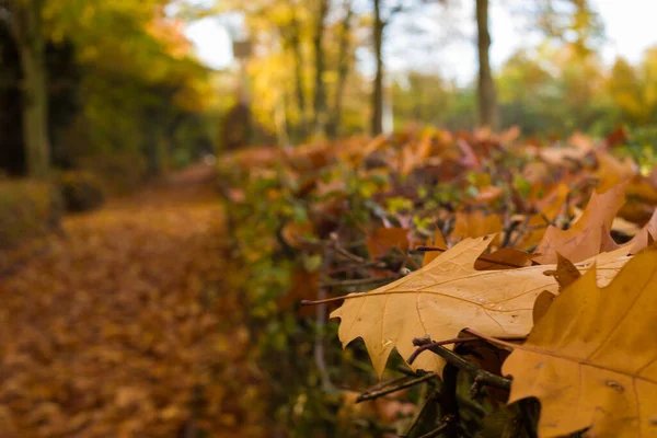 Blätter Und Bäume Herbst Goldener Herbst 2020 — Stockfoto