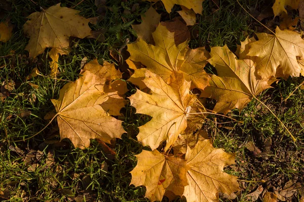 Őszi Levelek Fák Gold Fall 2020 — Stock Fotó