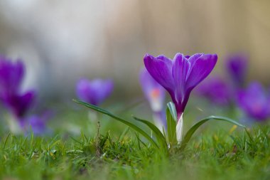 Kıştan sonra yürüyüş çiçekleri
