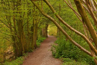 Bahar ormanı ve orman yolları