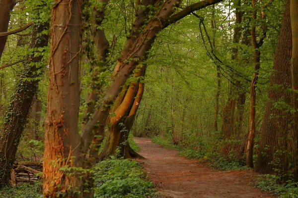 Forêt Printanière Sentiers Forestiers — Photo