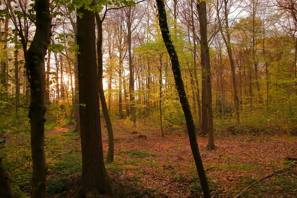 Forêt Printanière Sentiers Forestiers — Photo
