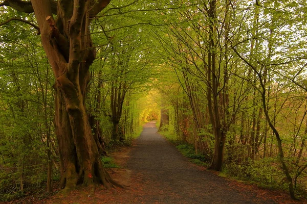 Forêt Printanière Sentiers Forestiers — Photo