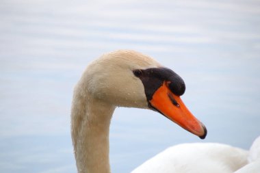 Kuşlar, kuğular, ördekler, serçeler