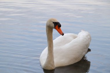 Kuşlar, kuğular, ördekler, serçeler