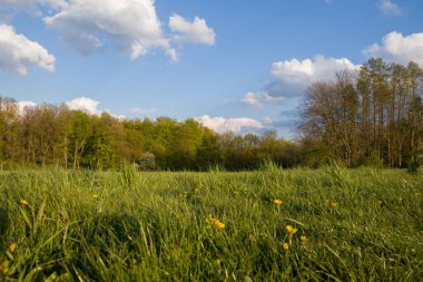 Mavi gökyüzü ile yaz çayırlarının manzarası