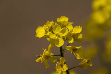 Sarı tecavüz çiçeklerini kapatın.