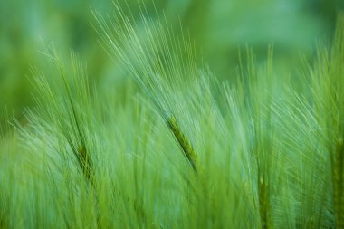 Yeşil tahıl kulaklarını kapat