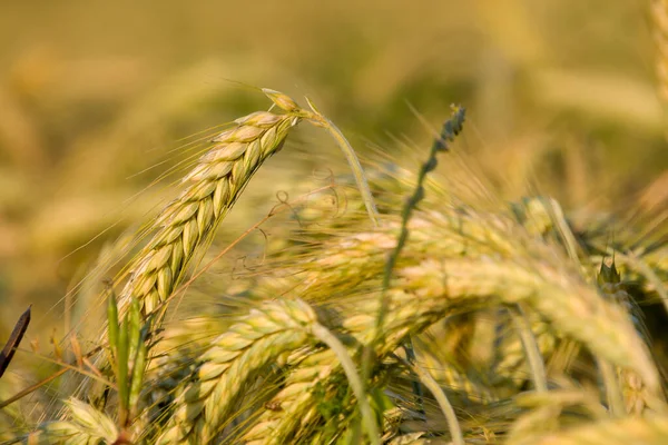 Plants, field flowers and cereals