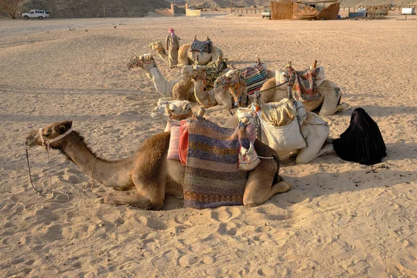 Camelos Uma Aldeia Beduína Estão Esperando Por Turistas — Fotografia de Stock