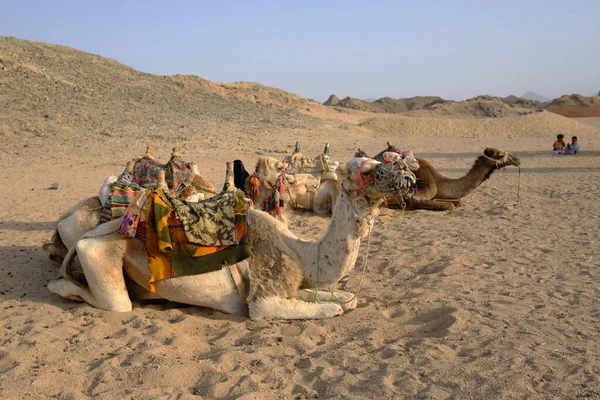 Camellos Pueblo Beduino Están Esperando Turistas Fotos De Stock
