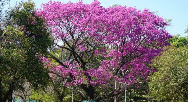 Sao Paulo, Brezilya 'daki Ibirapuera Parkı. Pembe Ağaç.