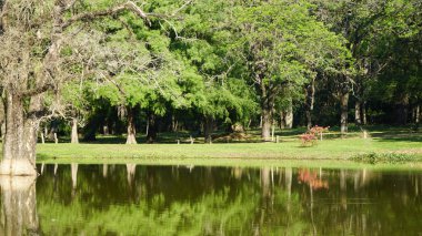 Güzel Doğal Yansıma. Doğa Arkaplanı.
