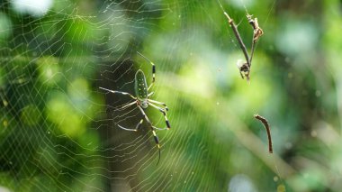 Nephila Örümcek Ailesi 'nden Altın İpek Küre Weaver. Dev Örümcek.