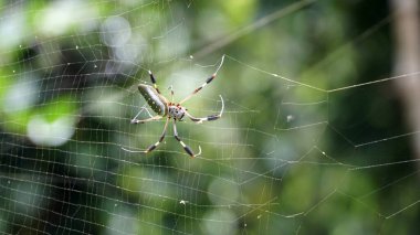 Nephila Örümcek Ailesi 'nden Altın İpek Küre Weaver. Dev Örümcek.