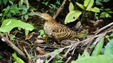 Çıplak Boğaz Balıkçıl (Tigrisoma Mexicanum)