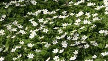 Beyaz çiçek, ahşap anemon