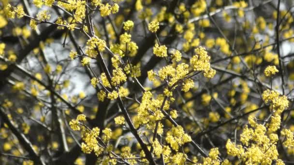 Bloeiende kornoelje in een park — Stockvideo