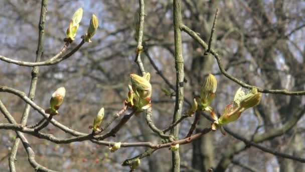 Hojas de primavera de castaño — Vídeos de Stock