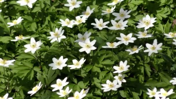 Flor blanca, anémonas de madera — Vídeos de Stock