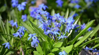 Scilla veya bluebell