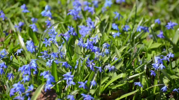 Scilla ή bluebell — Αρχείο Βίντεο