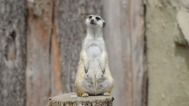 Komik çöl faresi veya suricate