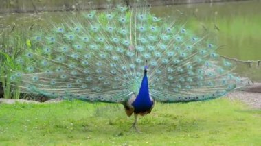Güzel tüyleri gösterilen tavus kuşu