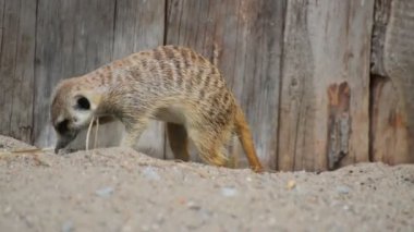 Komik çöl faresi veya suricate