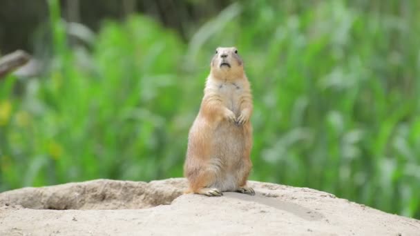 Ground squirrel standing — Stock Video