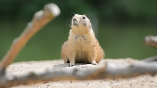 Ground squirrel standing — Stock Video