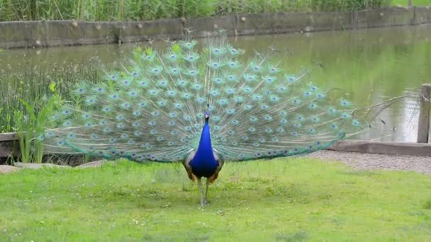 Pavo real mostrando hermosas plumas — Vídeos de Stock